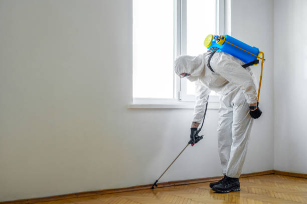 Wasp Removal Services in Plattsburg, MO