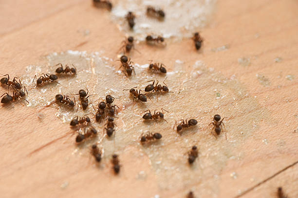Best Affordable Pest Control Services  in Plattsburg, MO